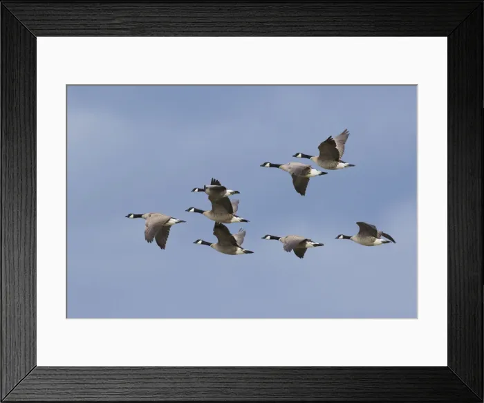 Framed Print : Canada geese flock Framed Print : Canada geese flock