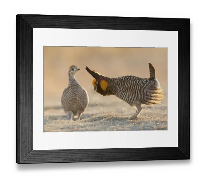 Framed Print : Greater prairie chicken courting hen