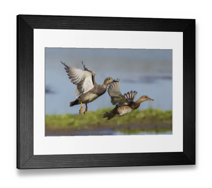 Framed Print : Gadwall pair flying Framed Print : Gadwall pair flying