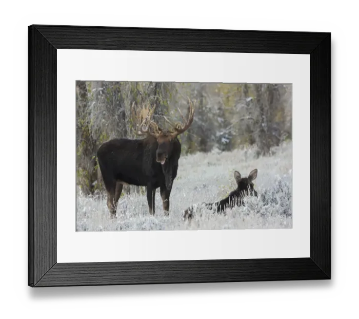 Framed Print : Shiras bull moose courting cow moose Framed Print : Shiras bull moose courting cow moose