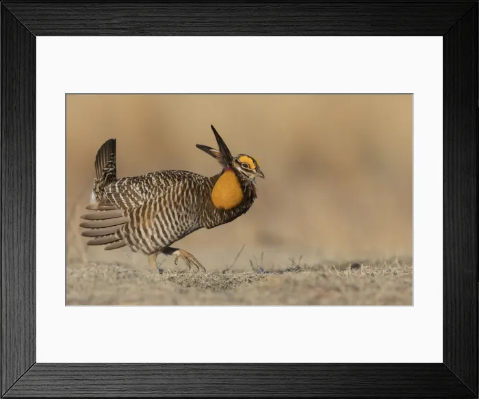 Framed Print : Greater prairie chicken, morning dance Framed Print : Greater prairie chicken, morning dance