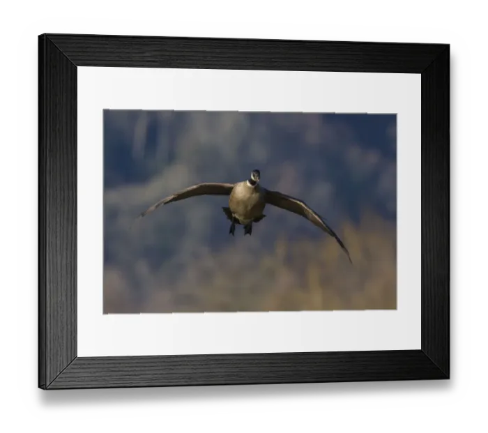 Framed Print : Aleutian cackling goose alighting Framed Print : Aleutian cackling goose alighting