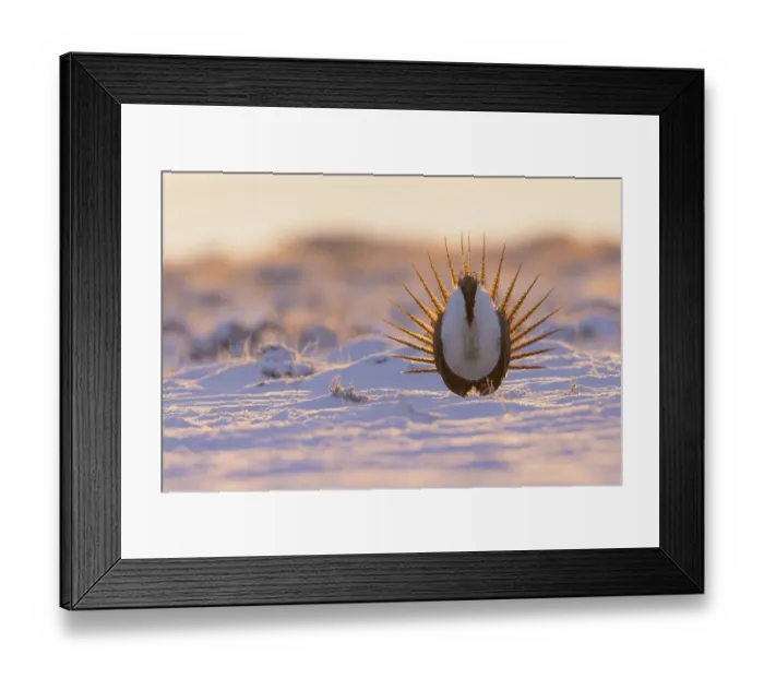 Framed Print : Greater sage-grouse, courtship display Framed Print : Greater sage-grouse, courtship display