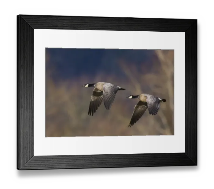 Framed Print : Aleutian cackling geese Framed Print : Aleutian cackling geese