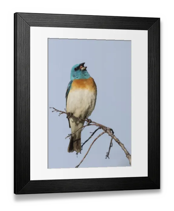 Framed Print : Lazuli bunting singing Framed Print : Lazuli bunting singing