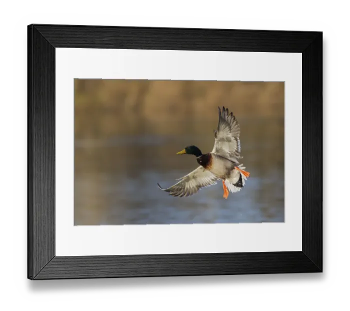 Framed Print : Mallard drake alighting Framed Print : Mallard drake alighting