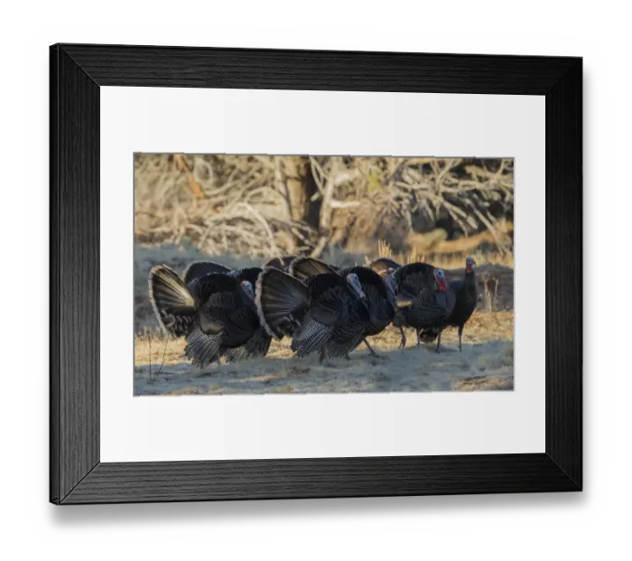 Framed Print : Merriams turkeys, competing toms