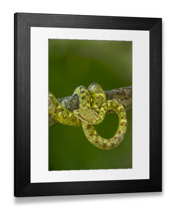 Framed Print : USA. Captive yellowish green-and-red spotted eyelash viper coiled on tree limb