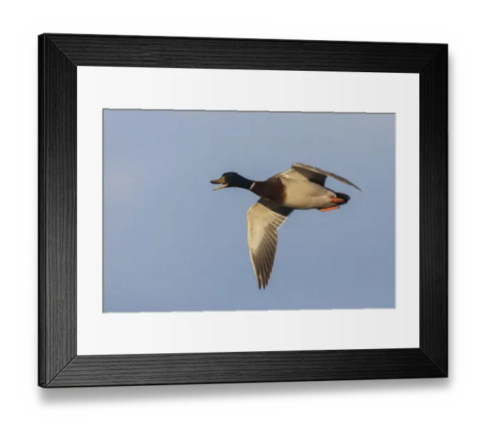 Framed Print : Mallard drake flying Framed Print : Mallard drake flying