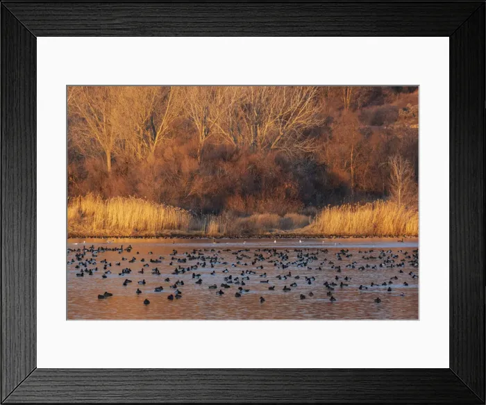 Framed Print : Wetland sunset Framed Print : Wetland sunset