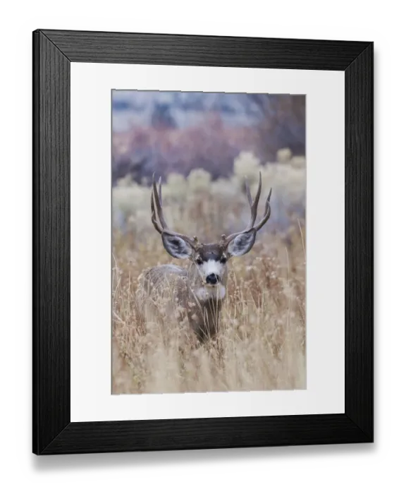 Framed Print : Mule deer buck Framed Print : Mule deer buck