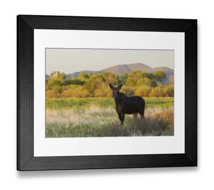 Framed Print : Young bull moose Framed Print : Young bull moose