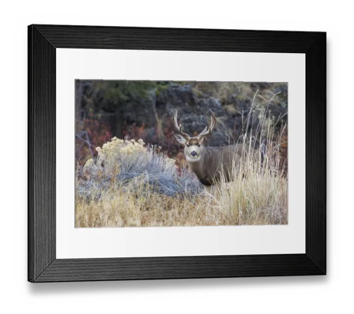 Framed Print : Mule deer buck Framed Print : Mule deer buck