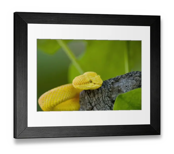 Framed Print : USA. Captive golden yellow eyelash viper on tree limb Framed Print : USA. Captive golden yellow eyelash viper on tree limb