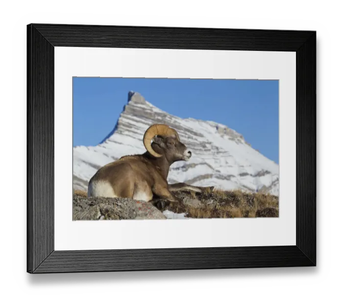 Framed Print : Rocky Mountain bighorn sheep ram, resting in the alpine country