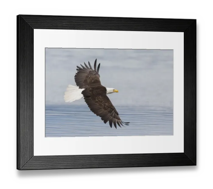 Framed Print : Bald eagle flying Framed Print : Bald eagle flying