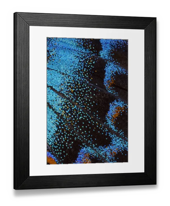 Framed Print : Red-spotted purple butterfly, Limenitis arthemis Framed Print : Red-spotted purple butterfly, Limenitis arthemis