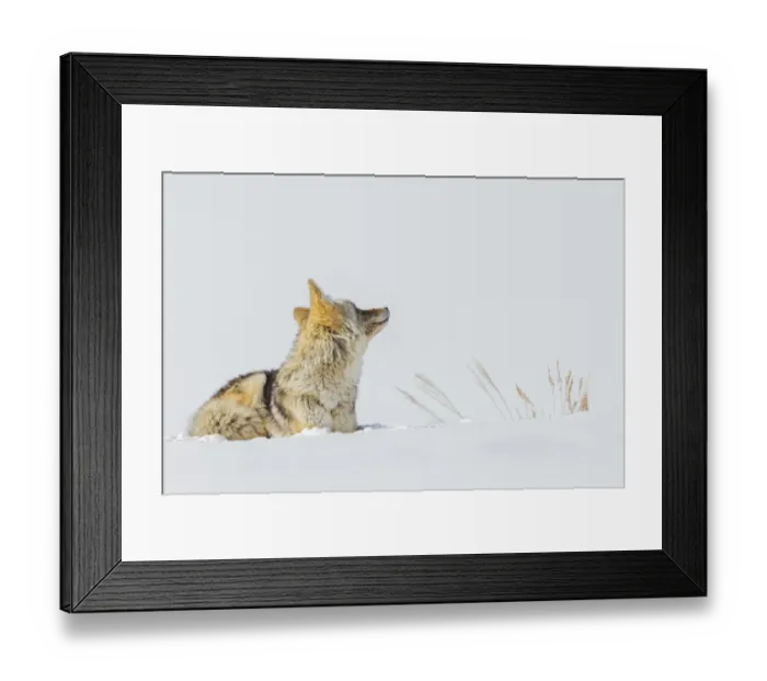 Framed Print : Coyote, winter rest Framed Print : Coyote, winter rest