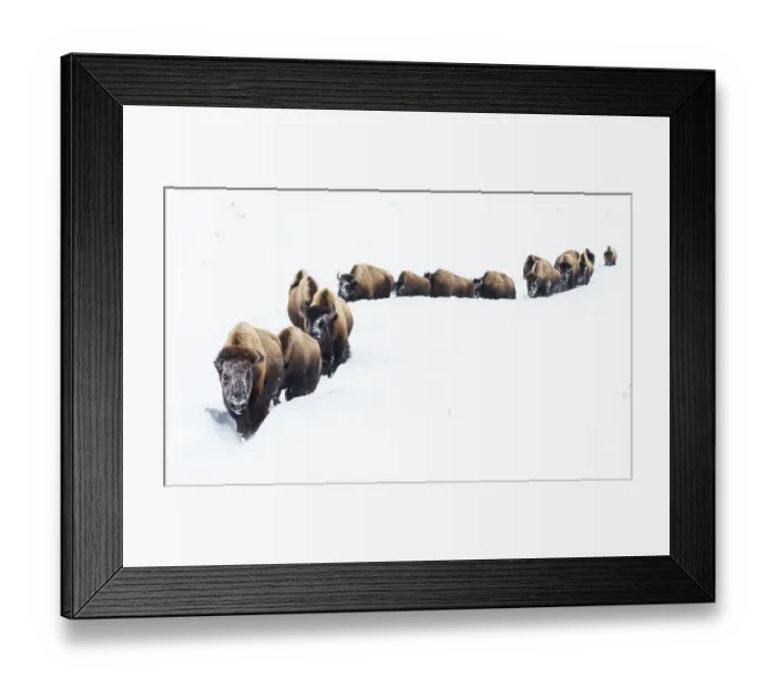 Framed Print : Bison, winter migration Framed Print : Bison, winter migration