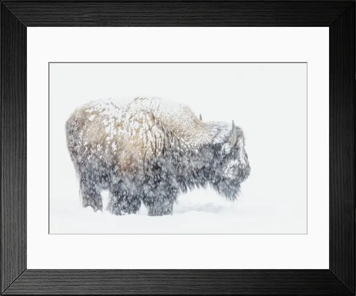 Framed Print : Bison, winter storm Framed Print : Bison, winter storm