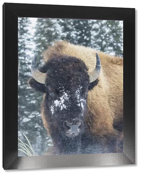 Bison Bull, winter wind and snowstorm