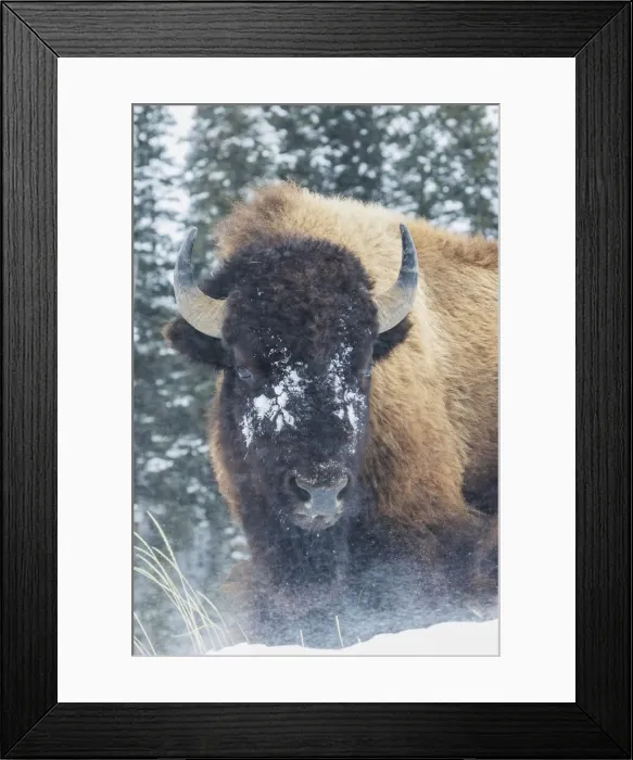 Framed Print : Bison Bull, winter wind and snowstorm Framed Print : Bison Bull, winter wind and snowstorm
