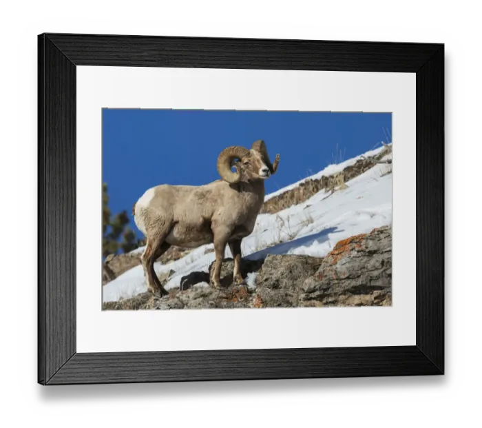 Framed Print : Bighorn sheep ram