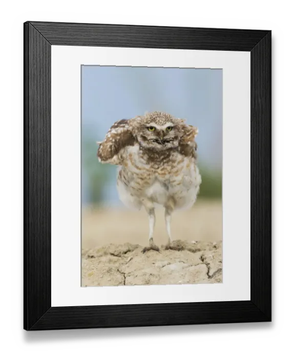 Framed Print : Burrowing owl, fluffing up Framed Print : Burrowing owl, fluffing up