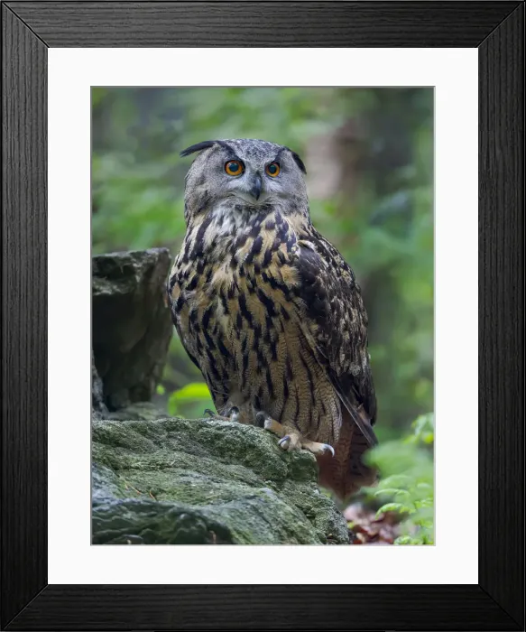 Framed Print : Eurasian eagle-owl. Enclosure in the Bavarian Forest National Park, Germany, Bavaria