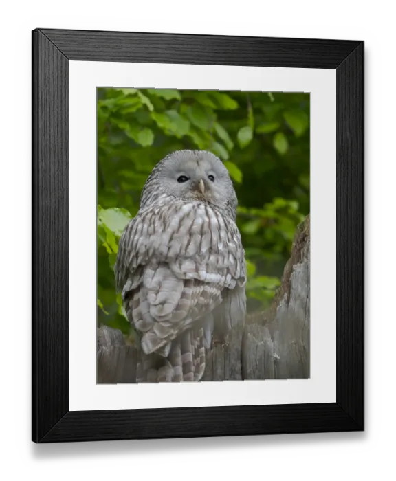 Framed Print : Ural owl. Adult at entrance of nest in hole of a tree. Enclosure in the Bavarian Forest National Park, Germany, Bavaria Framed Print : Ural owl. Adult at entrance of nest in hole of a tree. Enclosure in the Bavarian Forest National Park, Germany, Bavaria