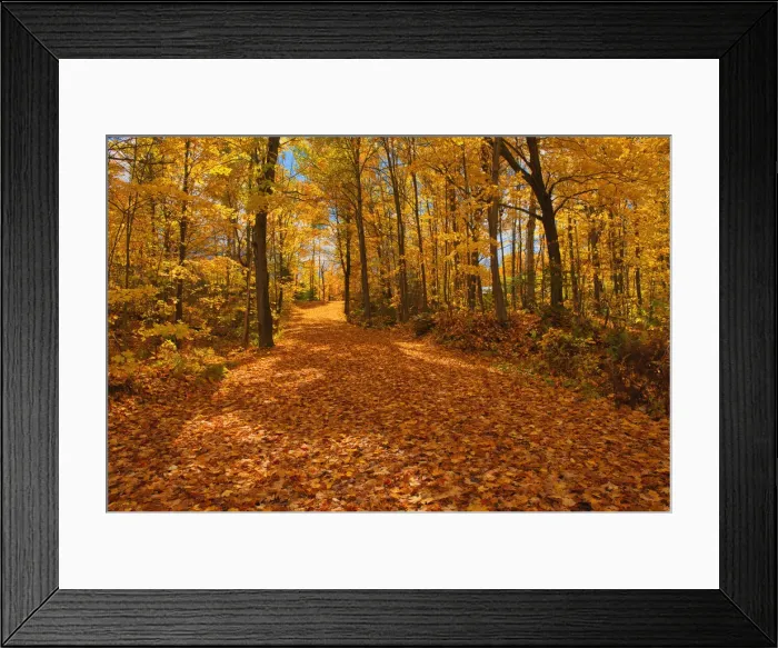 Framed Print : Canada, Ontario, Fairbank Provincial Park. Sugar maple tree leaves cover road in autumn Framed Print : Canada, Ontario, Fairbank Provincial Park. Sugar maple tree leaves cover road in autumn