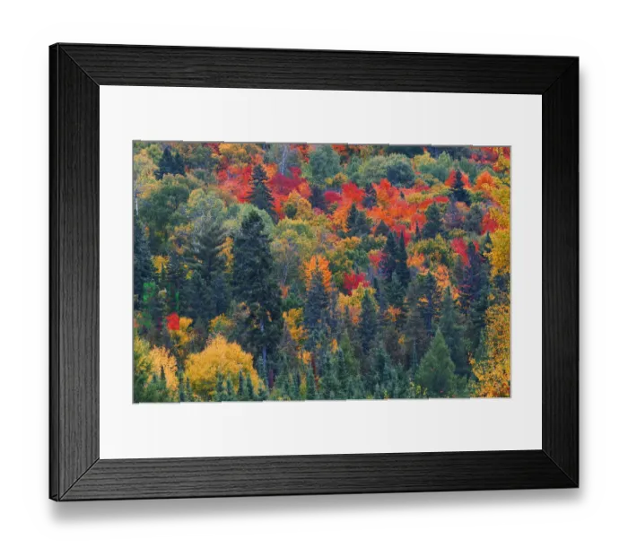 Framed Print : Canada, Ontario, Mississauga Provincial Park. Autumn colors in forest Framed Print : Canada, Ontario, Mississauga Provincial Park. Autumn colors in forest