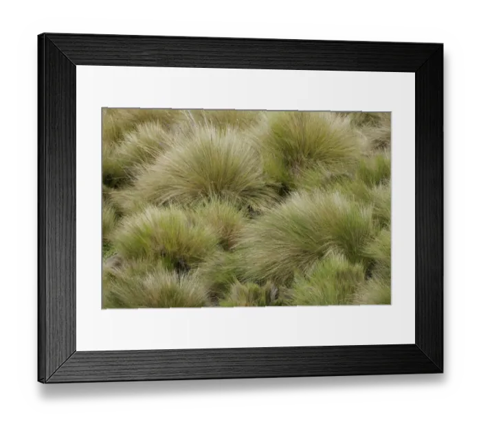 Framed Print : Paramo grass, Antisana Ecological Reserve, Ecuador Framed Print : Paramo grass, Antisana Ecological Reserve, Ecuador