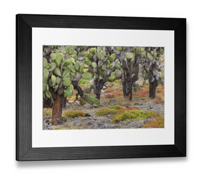 Framed Print : Carpet weed along with Opuntia prickly pear cactus, South Plaza Island, Galapagos Islands, Ecuador