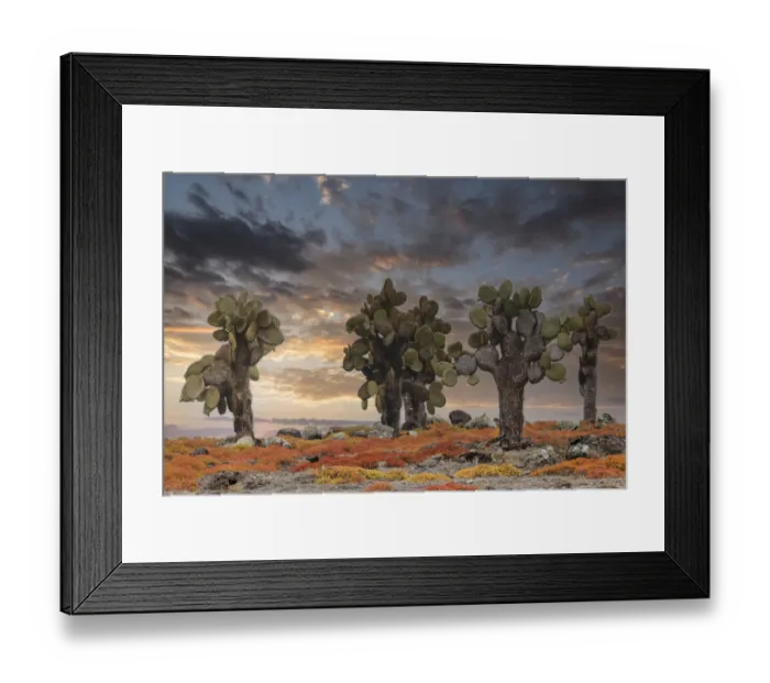 Framed Print : Carpet weed along with Opuntia prickly pear cactus at sunset, South Plaza Island, Galapagos Islands, Ecuador Framed Print : Carpet weed along with Opuntia prickly pear cactus at sunset, South Plaza Island, Galapagos Islands, Ecuador