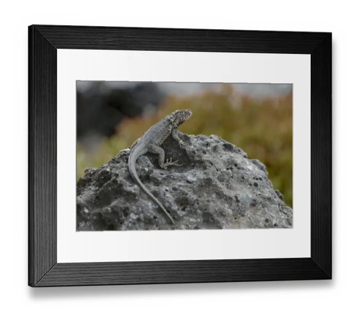 Framed Print : Hybrid Iguana, South Plaza Island, Galapagos Islands, Ecuador Framed Print : Hybrid Iguana, South Plaza Island, Galapagos Islands, Ecuador