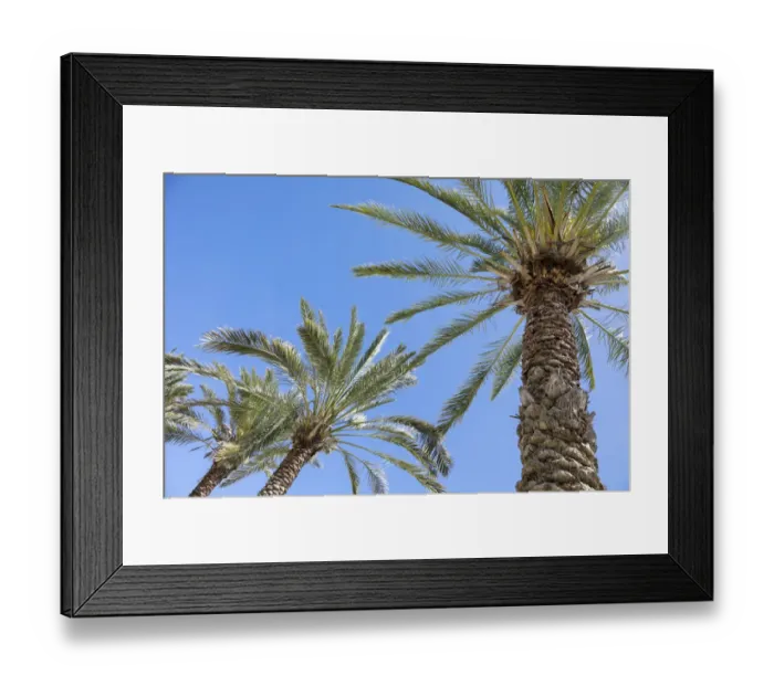 Framed Print : Palm tree. Cabo San Lucas, Mexico