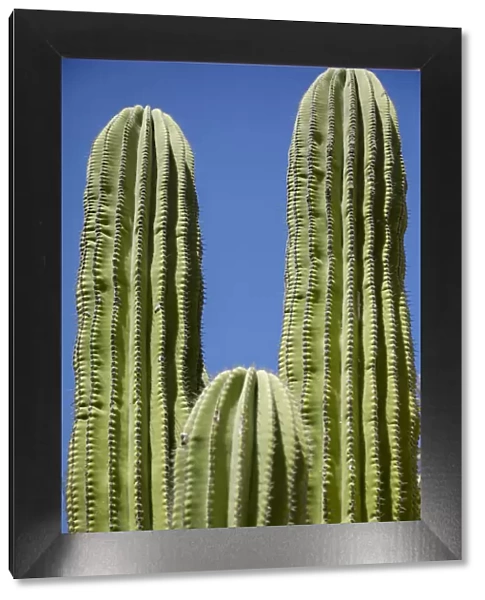 Cactus. Cabo San Lucas, Mexico