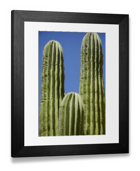Framed Print : Cactus. Cabo San Lucas, Mexico