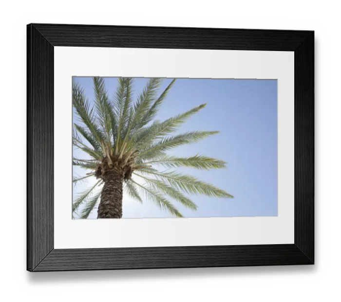 Framed Print : Palm tree. Cabo San Lucas, Mexico Framed Print : Palm tree. Cabo San Lucas, Mexico