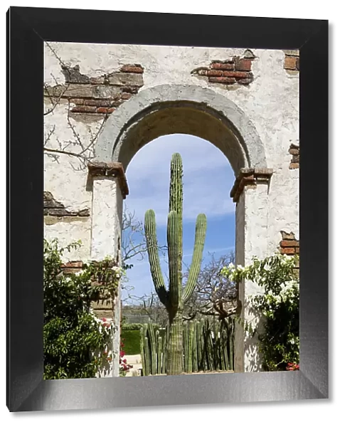 Cactus in archway of old building. Cabo San Lucas, Mexico