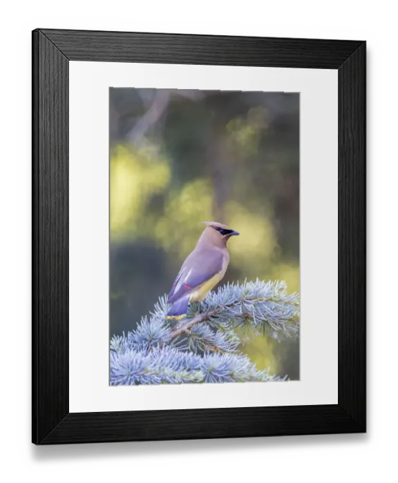 Framed Print : Cedar waxwing in blue atlas cedar tree, Marion County, Illinois