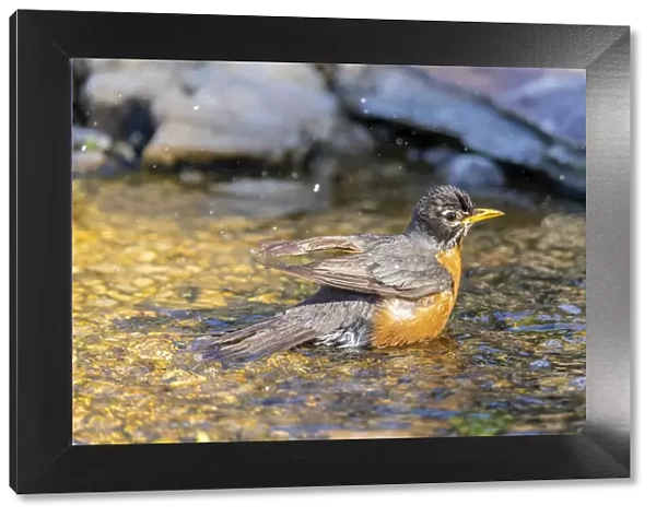 American robin bathing, Marion County, Illinois