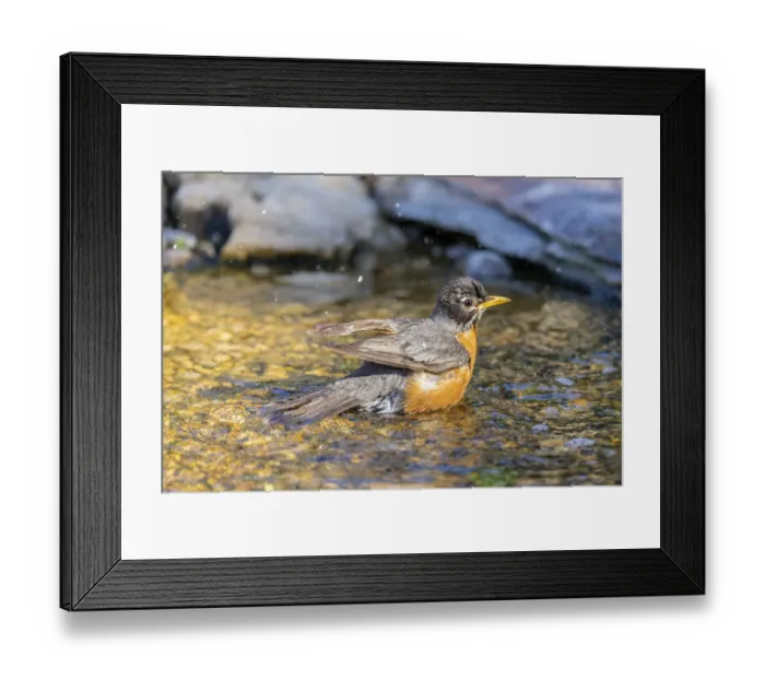 Framed Print : American robin bathing, Marion County, Illinois Framed Print : American robin bathing, Marion County, Illinois