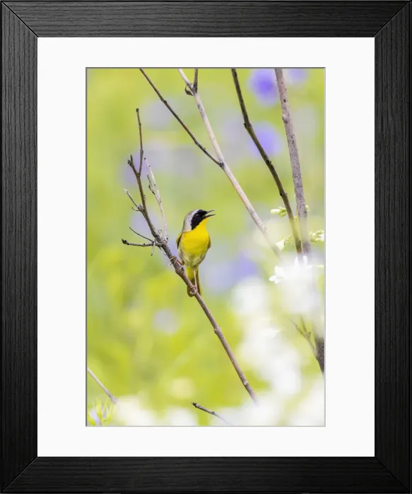 Framed Print : Common yellowthroat male in a prairie singing in spring, Jasper County, Illinois