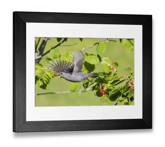 Framed Print : Gray catbird leaving serviceberry bush with berry, Marion County, Illinois Framed Print : Gray catbird leaving serviceberry bush with berry, Marion County, Illinois