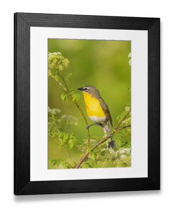 Framed Print : Yellow-breasted chat, Marion County, Illinois Framed Print : Yellow-breasted chat, Marion County, Illinois
