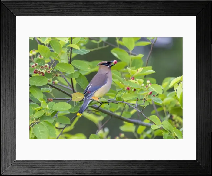 Framed Print : Cedar waxwing in eating serviceberry in serviceberry bush, Marion County, Illinois Framed Print : Cedar waxwing in eating serviceberry in serviceberry bush, Marion County, Illinois