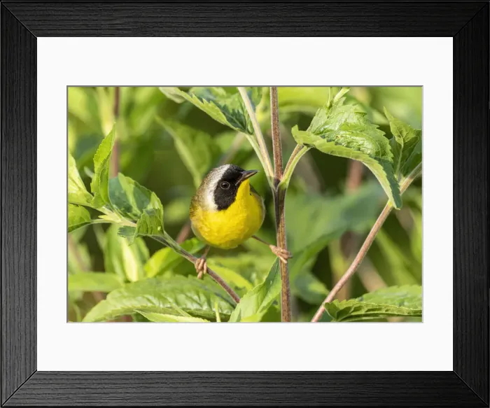 Framed Print : Common yellowthroat male, Marion County, Illinois Framed Print : Common yellowthroat male, Marion County, Illinois