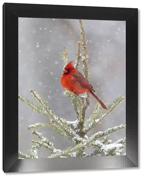 Northern cardinal male in spruce tree in winter snow, Marion County, Illinois